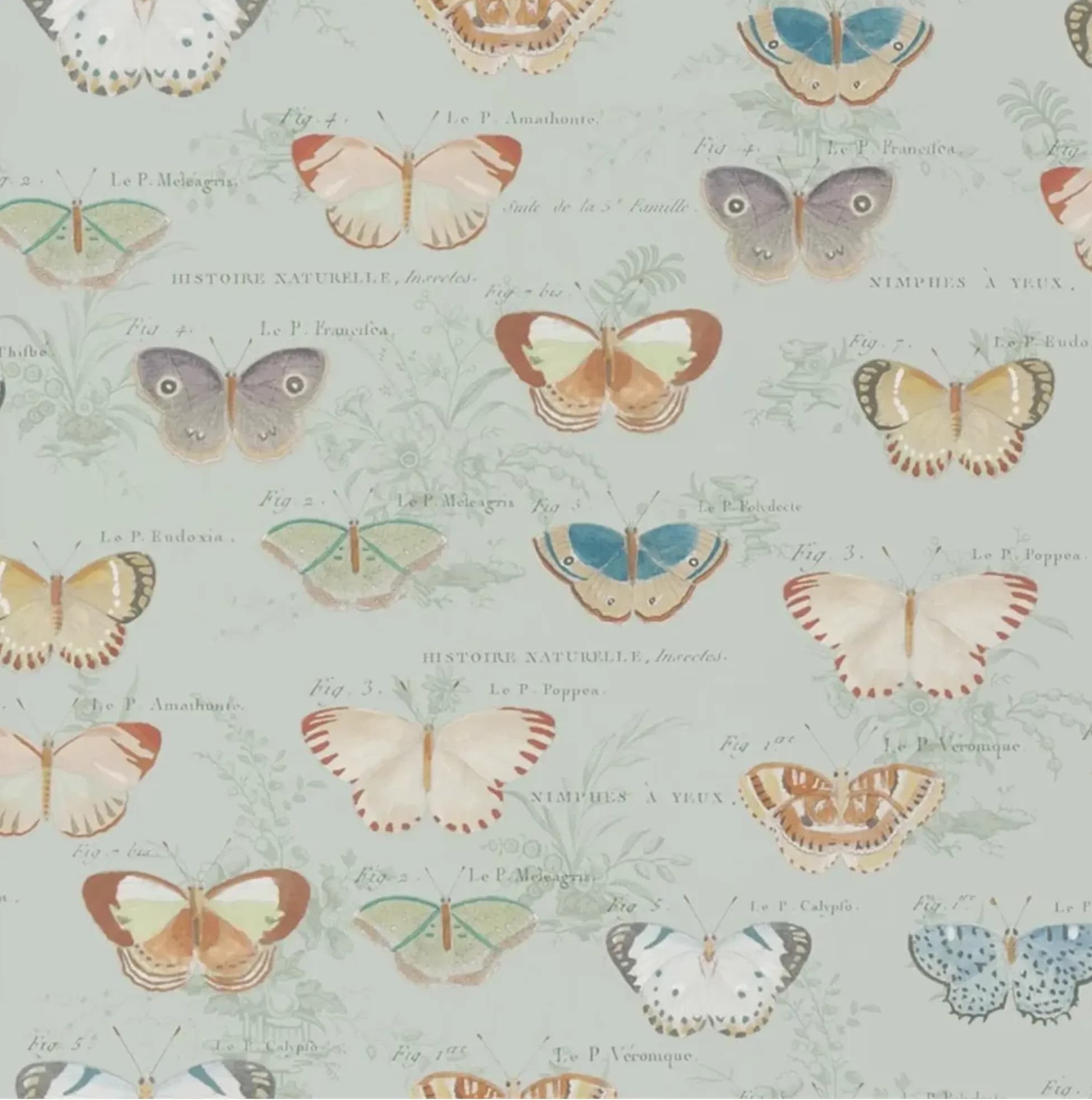 Tapete mit naturgetreuen Schmetterlingen auf hellem Hintergrund im Vintage-Stil von John Derian.